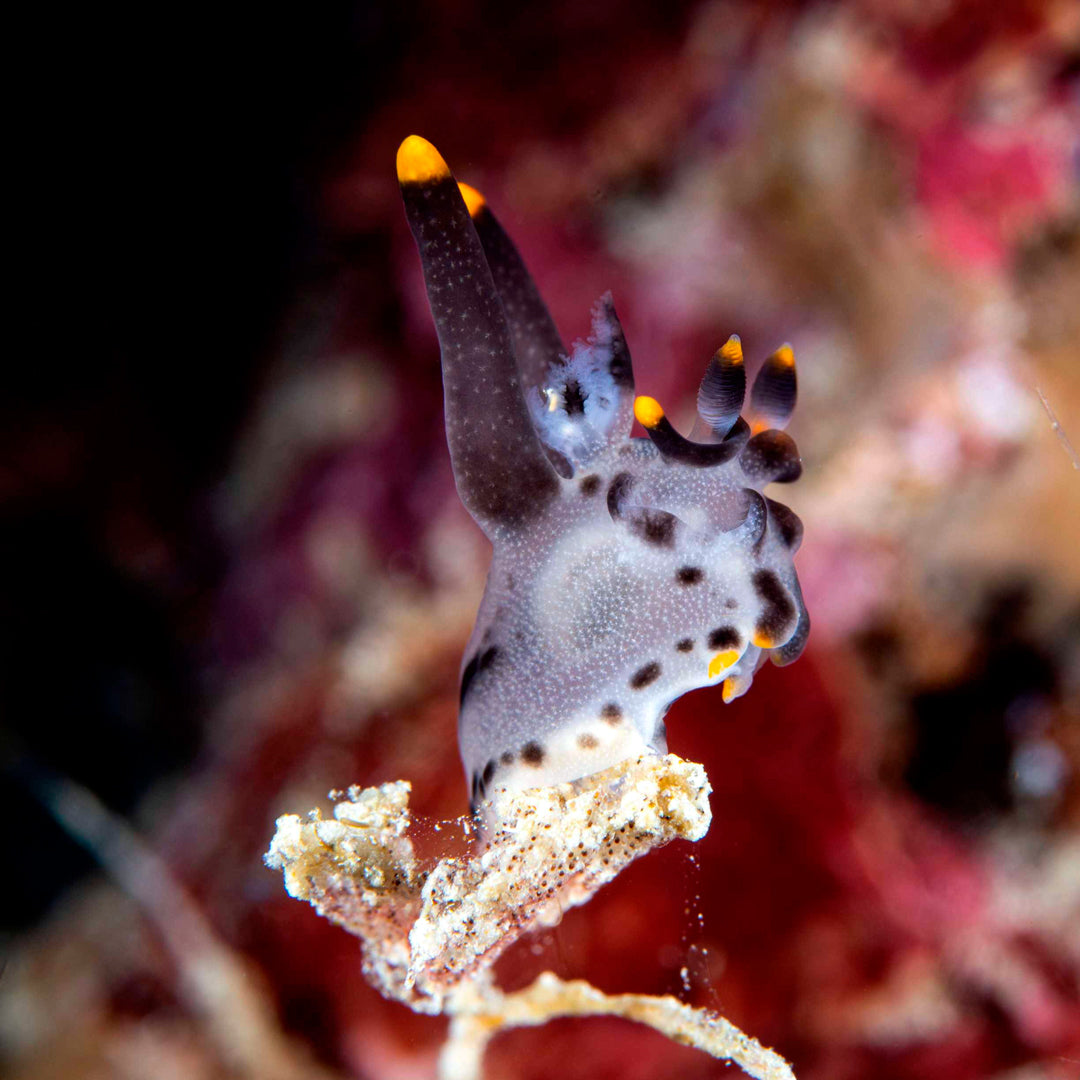 Banda Sea and Alor Island Liveaboard