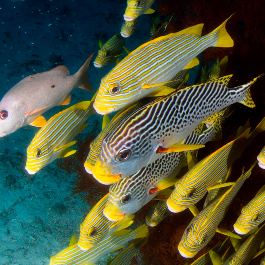 Central & Southern Raja Ampat Liveaboard Expedition