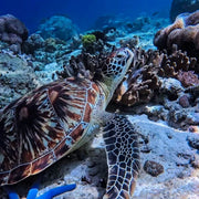 White Island Camiguin Freediving Fun Dive Camiguin Freediving