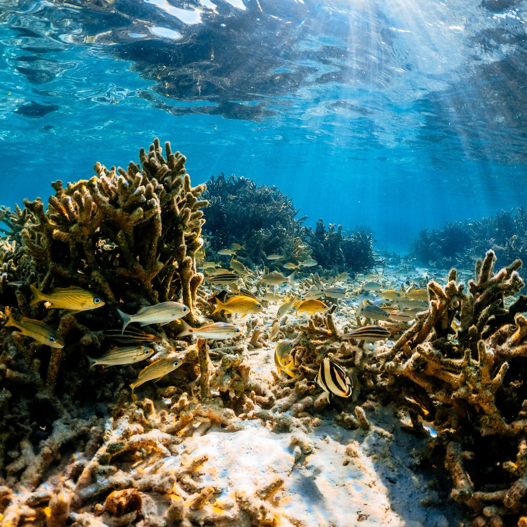 Caribbean Freediving Liveaboard