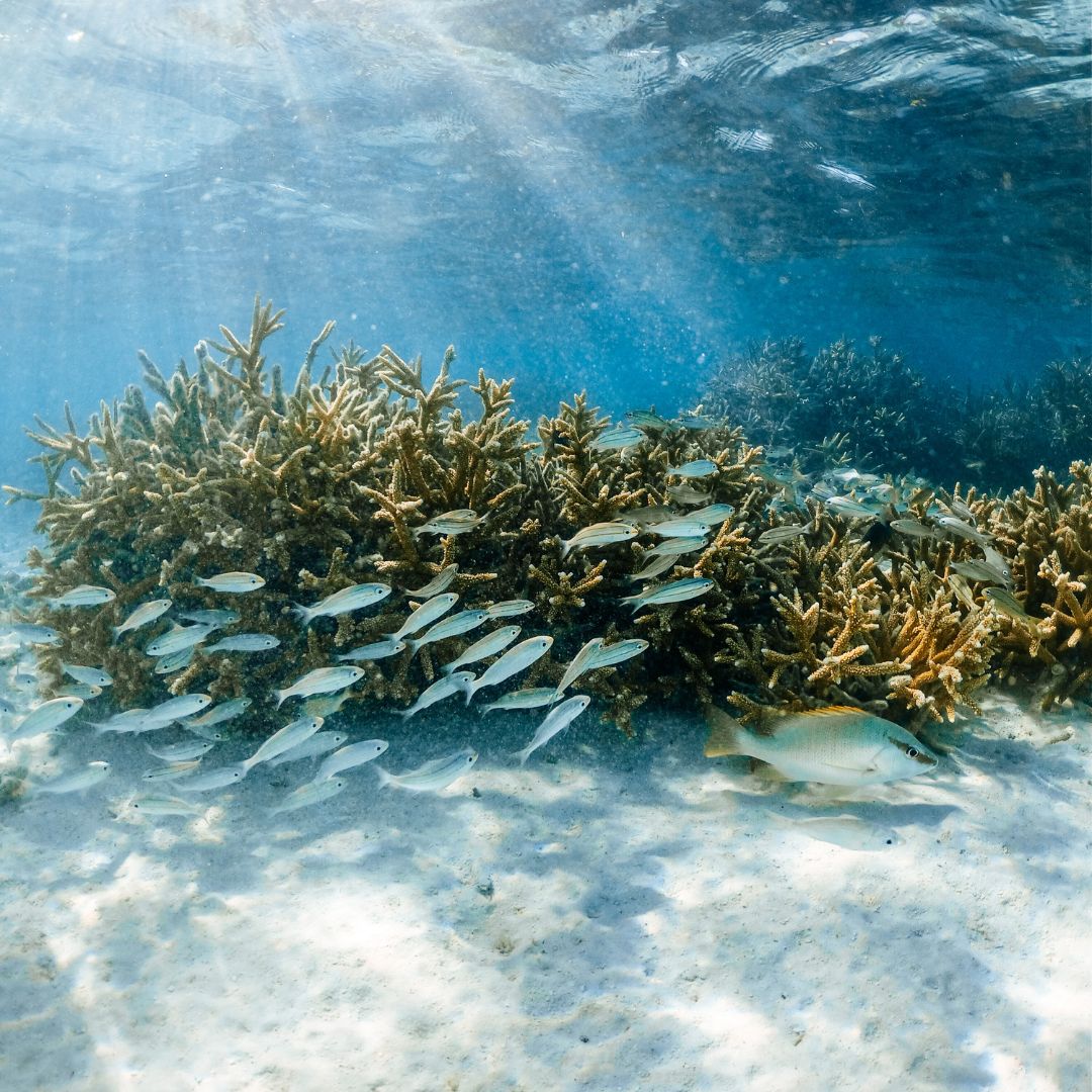 Caribbean Freediving Liveaboard