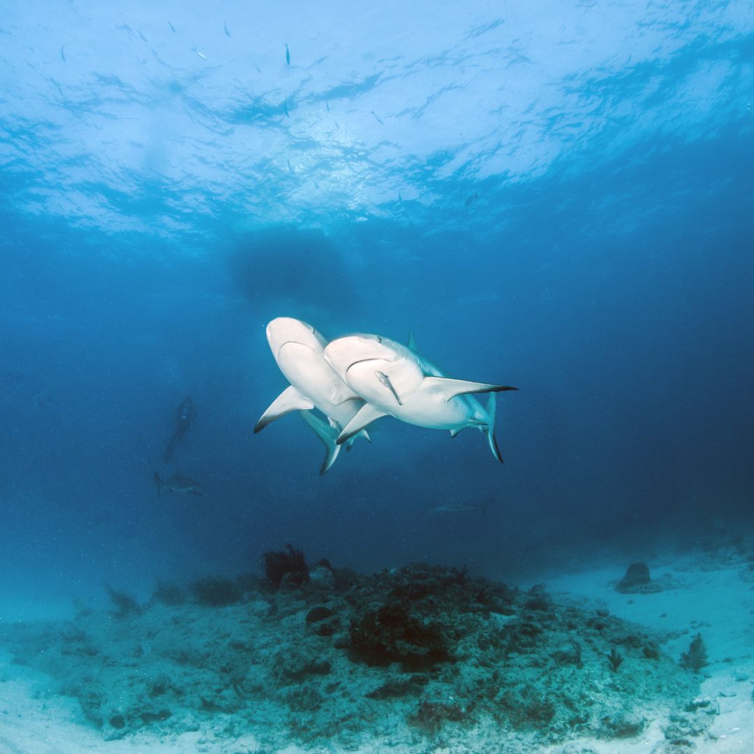 Caribbean Freediving Liveaboard