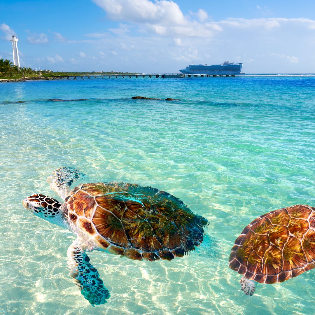 Caribbean Freediving Liveaboard