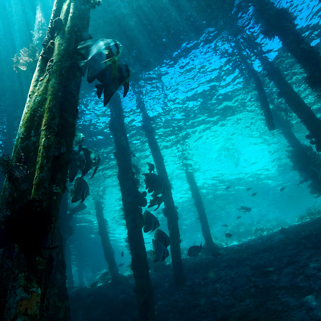 Fish Rock Cave Underwater Tunnel Dive Trip