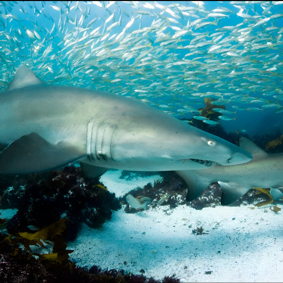 Try Scuba Diving in Central Coast Sydney