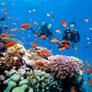 Fish Rock Cave Underwater Tunnel Dive Trip