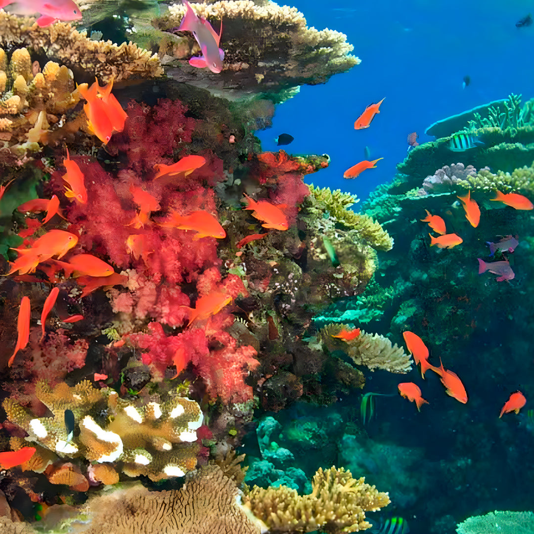 Try Scuba Diving in Central Coast Sydney