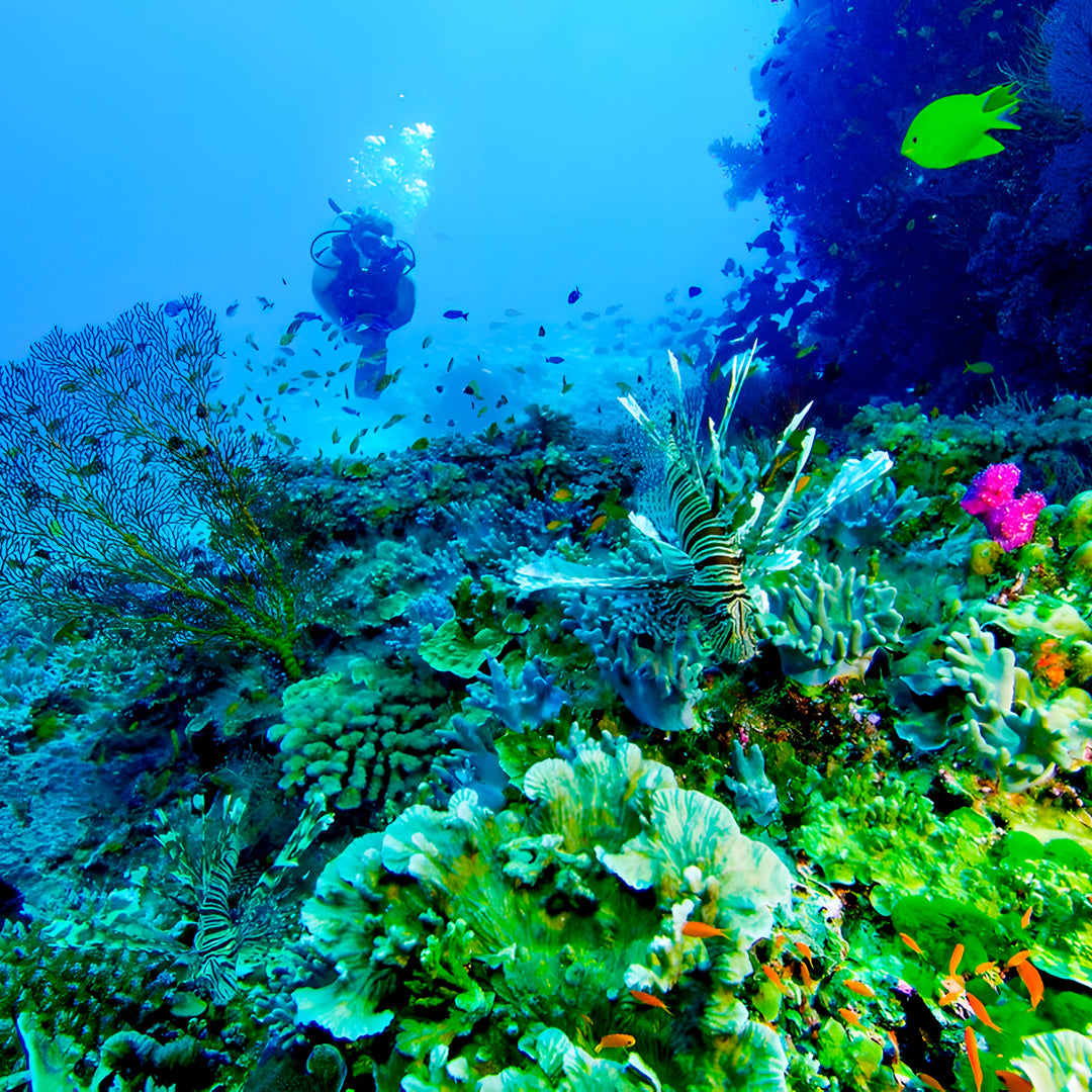 Volivoli Fiji Scuba Diving Getaway Trip