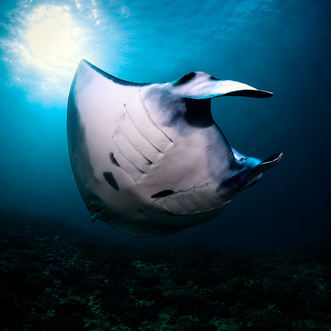 Nusa Penida Fun Dive for Advanced Divers
