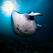 Nusa Penida Fun Dive for Advanced Divers