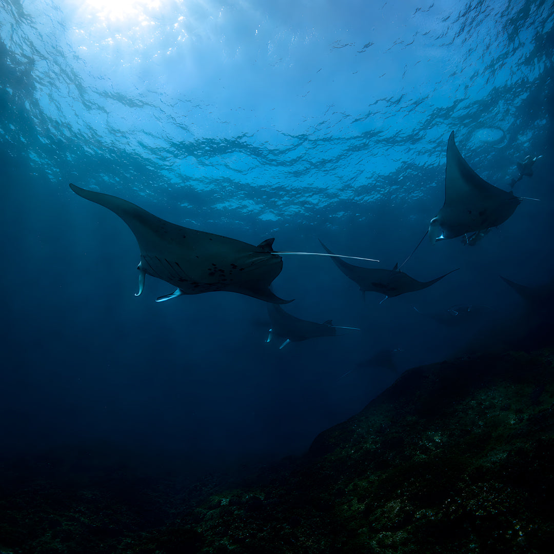 Nusa Penida Fun Dive for Advanced Divers