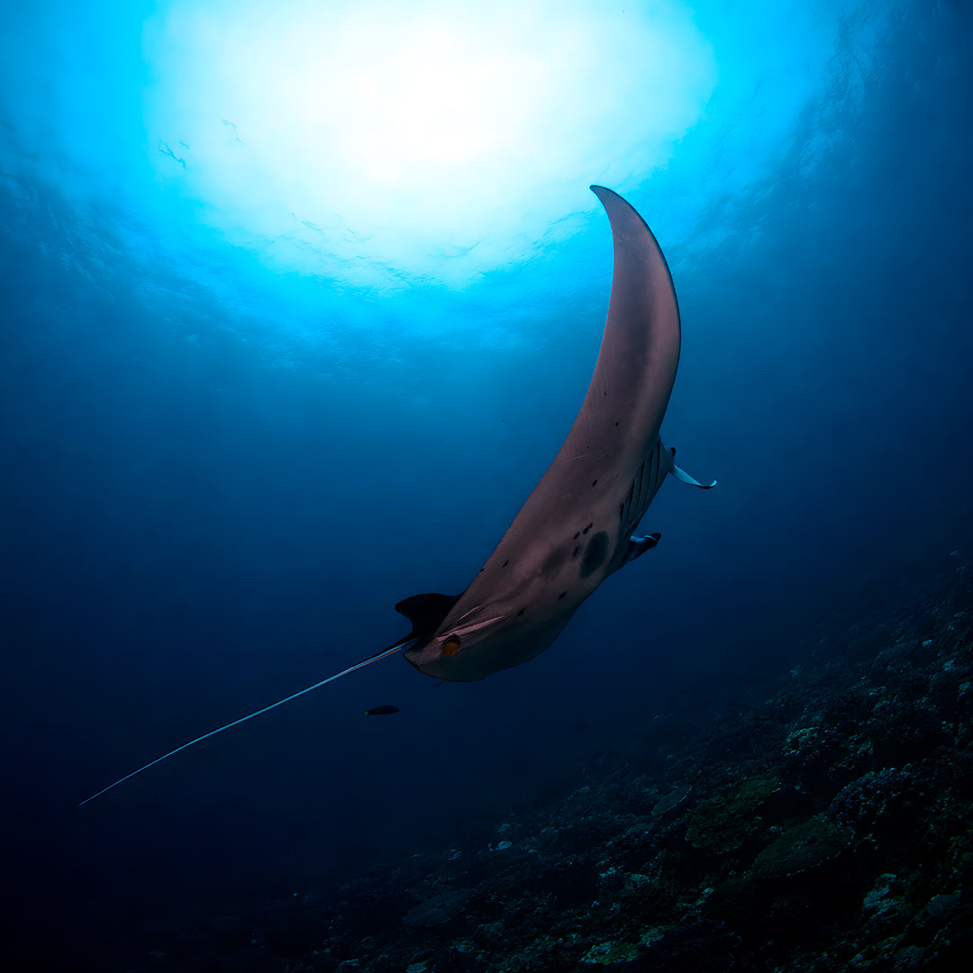 Nusa Penida Fun Dive for Advanced Divers