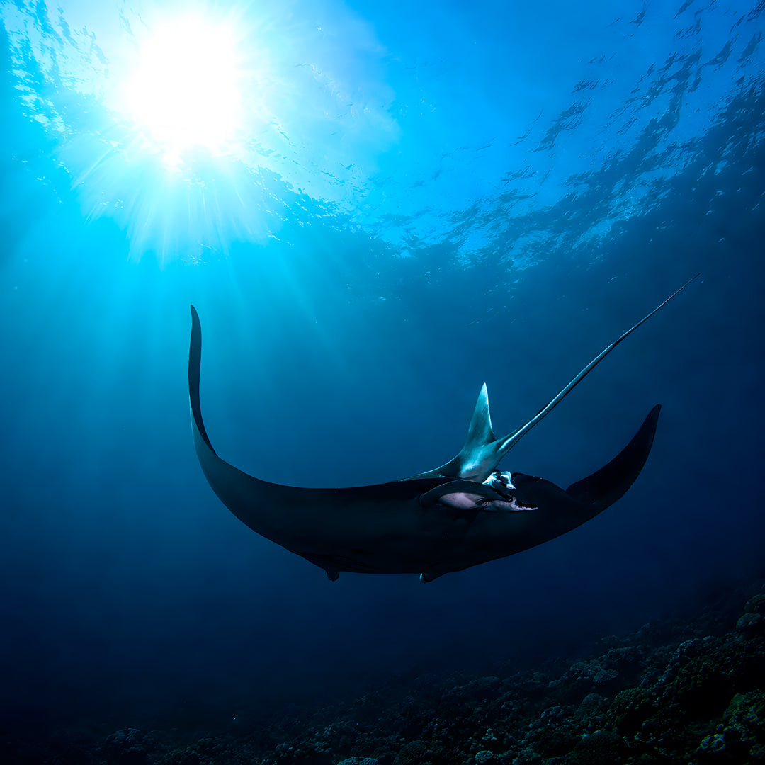 Nusa Penida Fun Dive for Advanced Divers