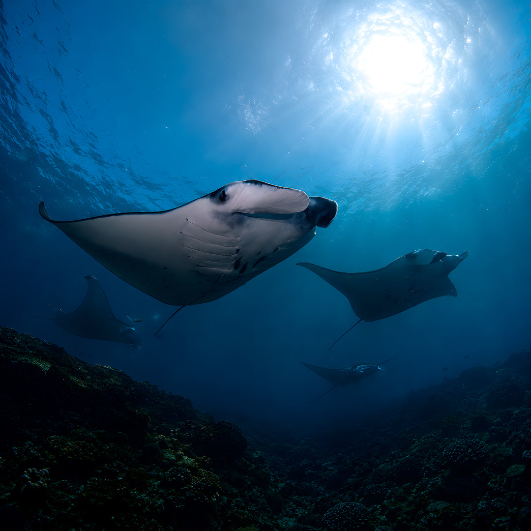 Nusa Penida Fun Dive for Advanced Divers