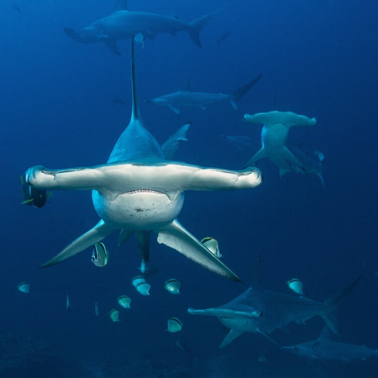 Cocos Island Advanced Scuba Diving Liveaboard