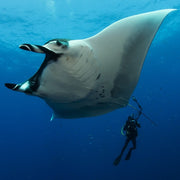 Cocos Island Advanced Scuba Diving Liveaboard