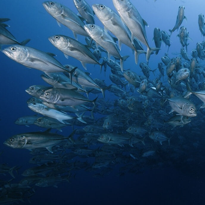 Cocos Island Advanced Scuba Diving Liveaboard