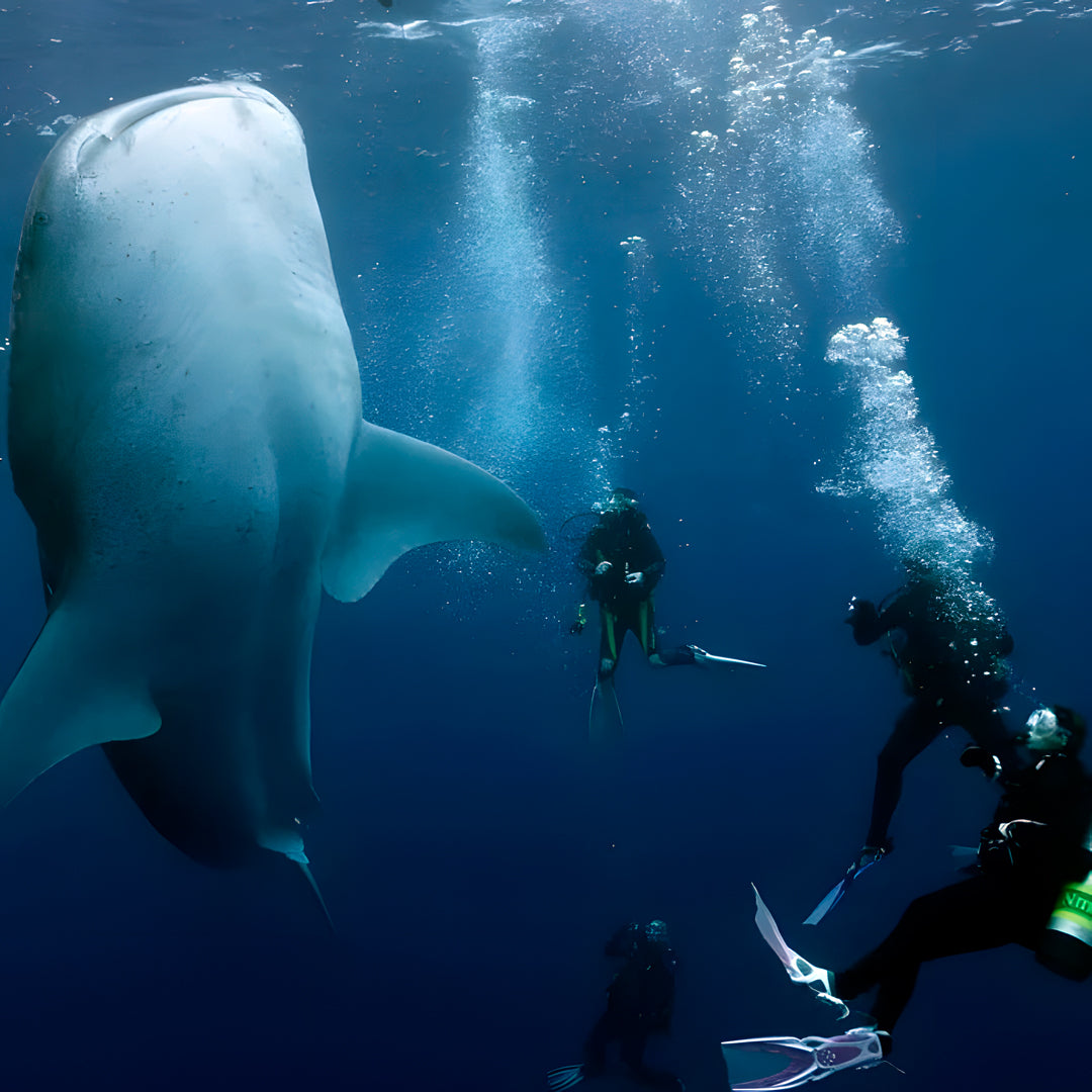 Cocos Island Scuba Diving Liveaboard