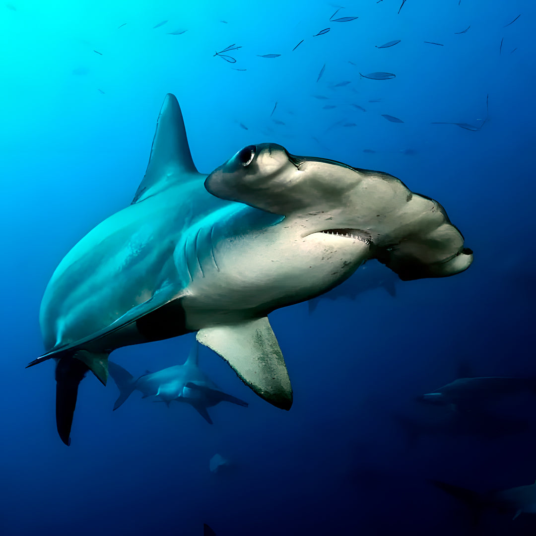 Cocos Island Scuba Diving Liveaboard JD Duff