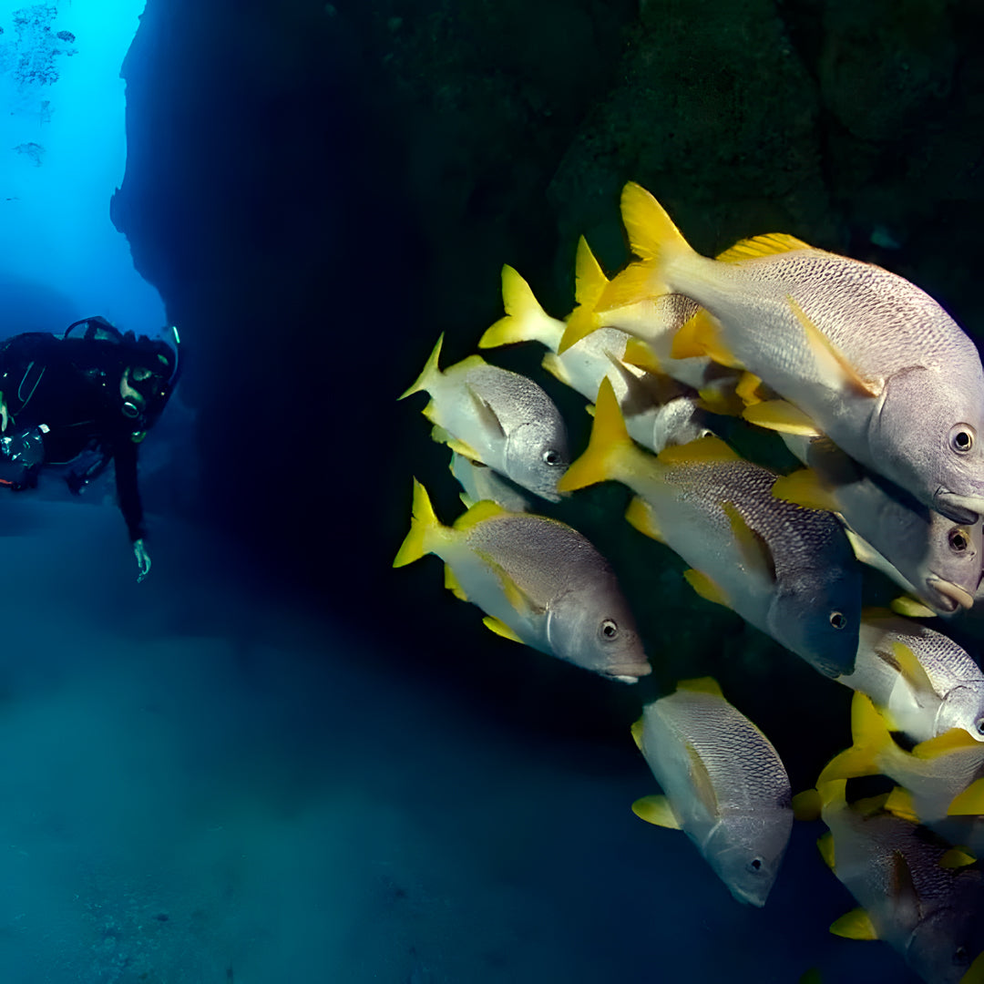 Cocos Island Scuba Diving Liveaboard JD Duff