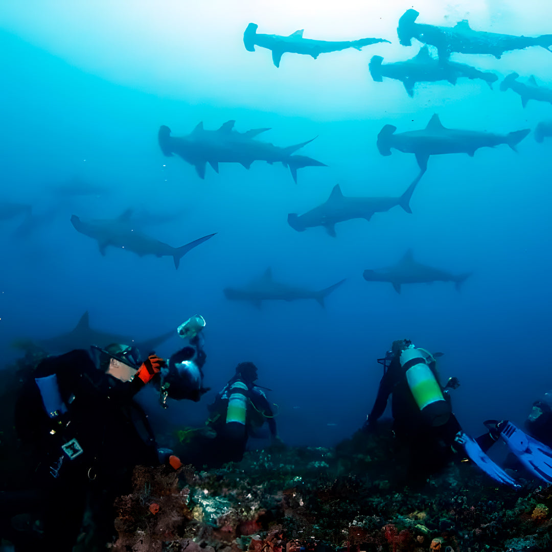Cocos Island Scuba Diving Liveaboard JD Duff