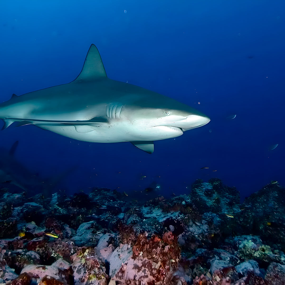 Cocos Island Scuba Diving Liveaboard JD Duff