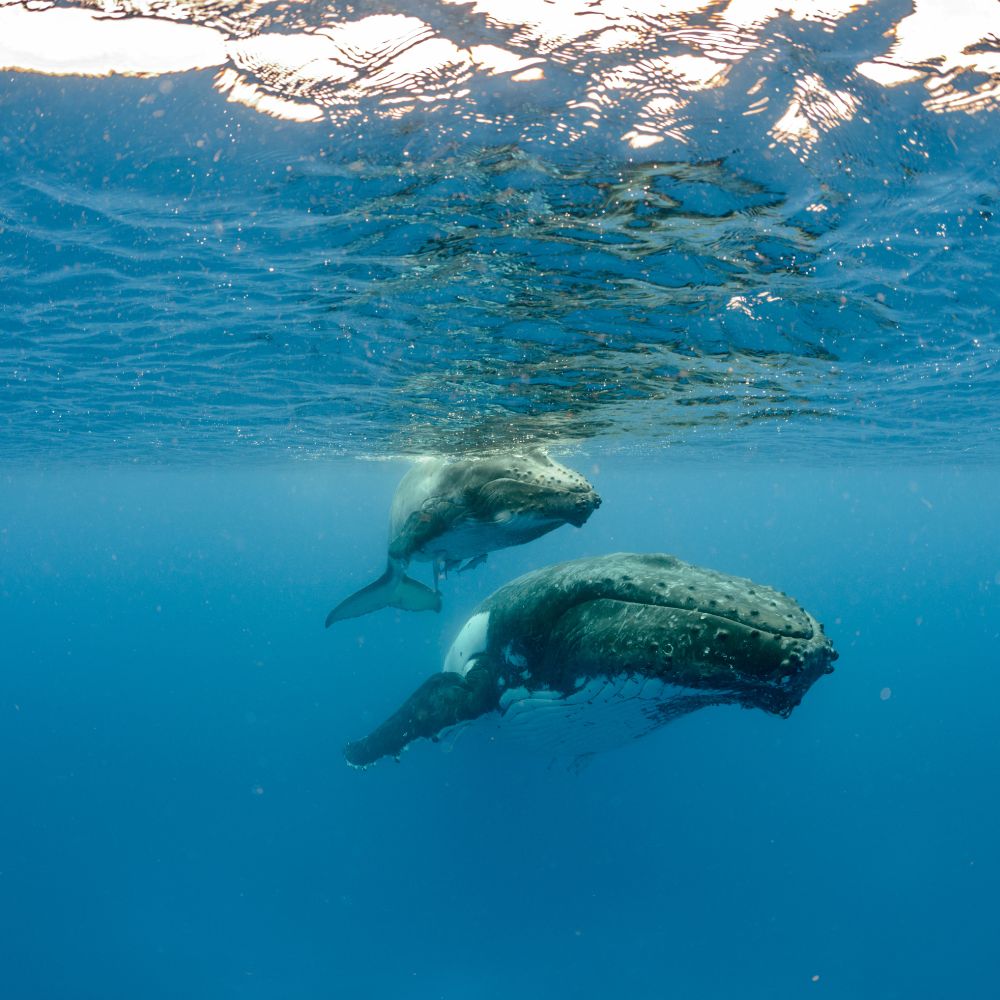 Beginner Spearfishing Course