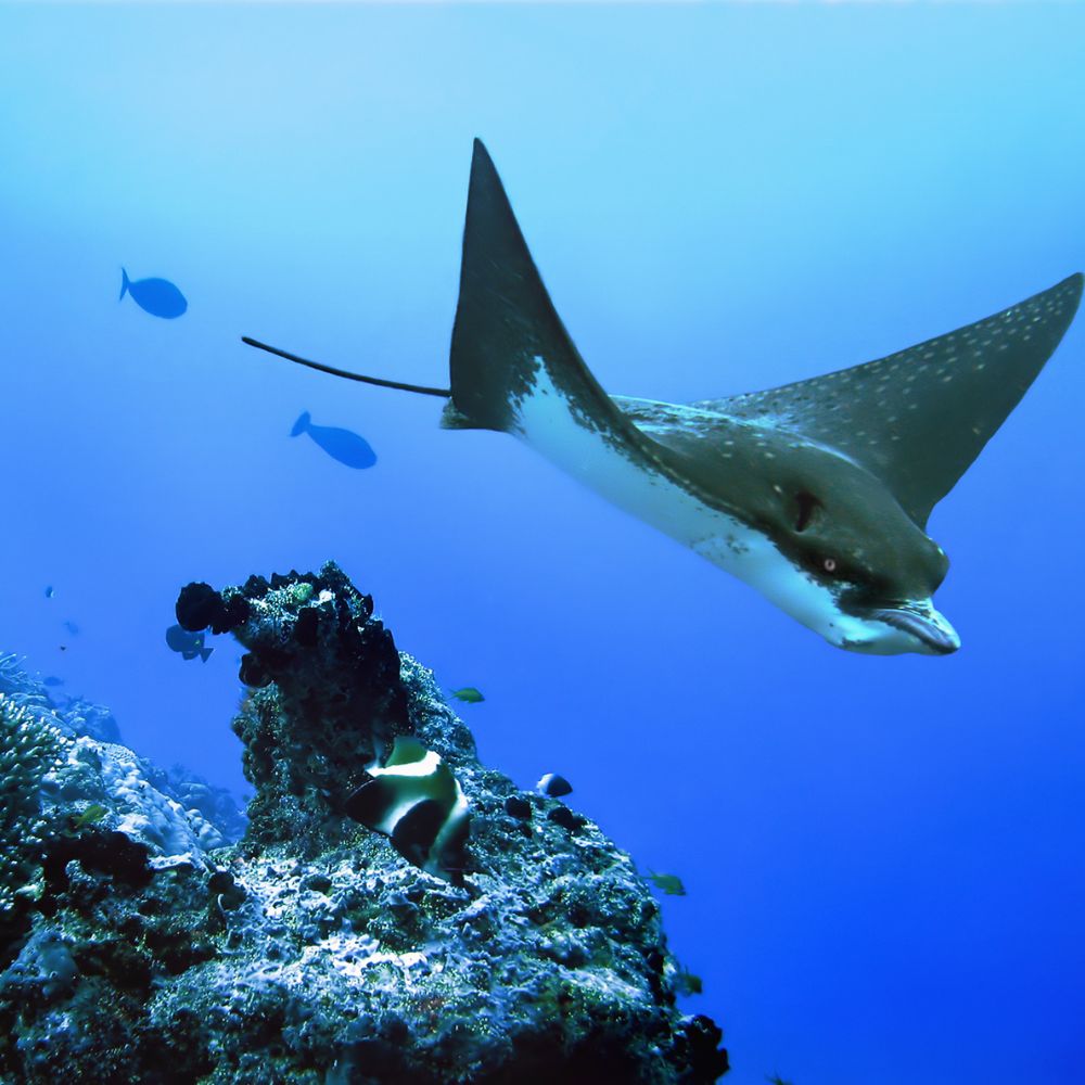 Beginner Spearfishing Course