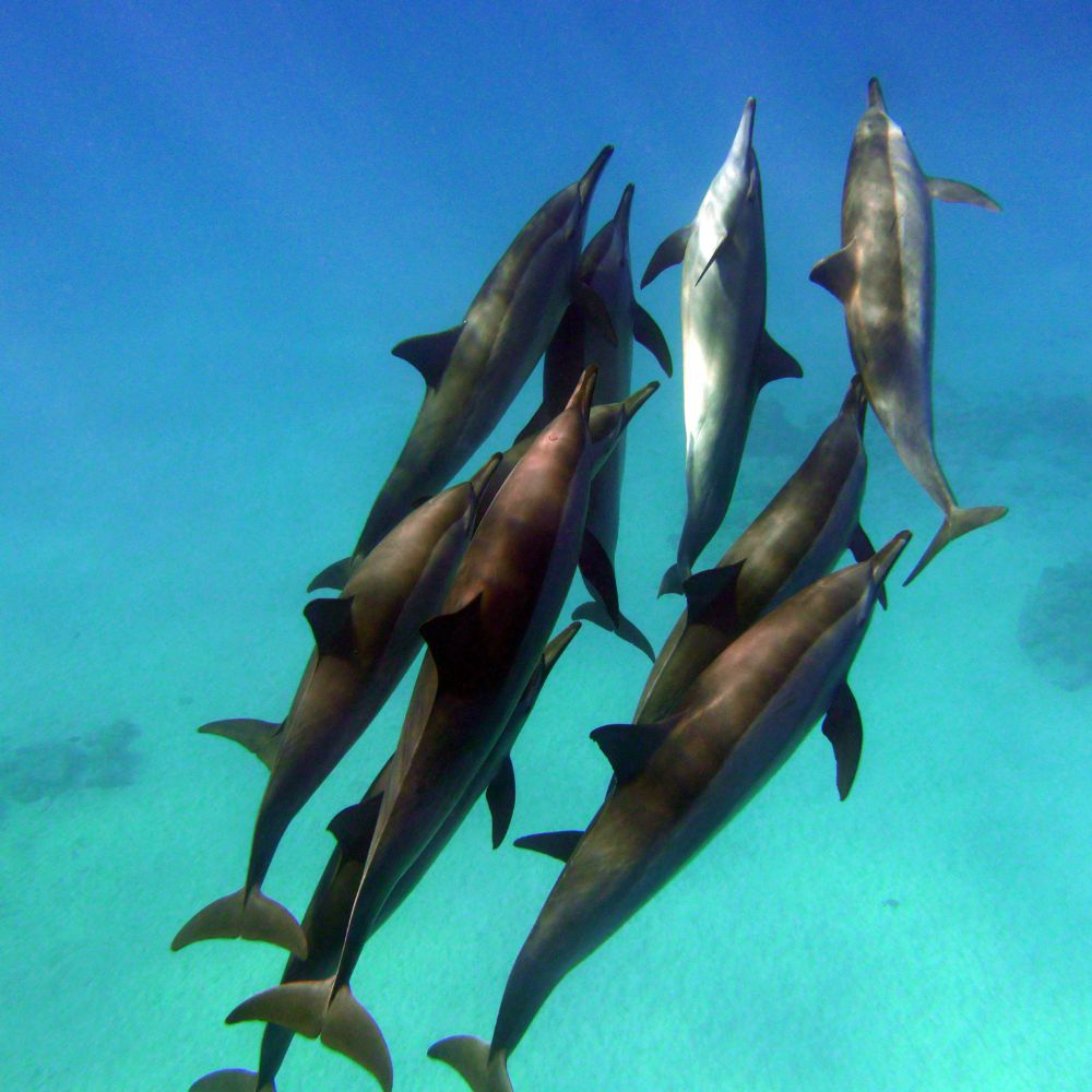 Beginner Spearfishing Course