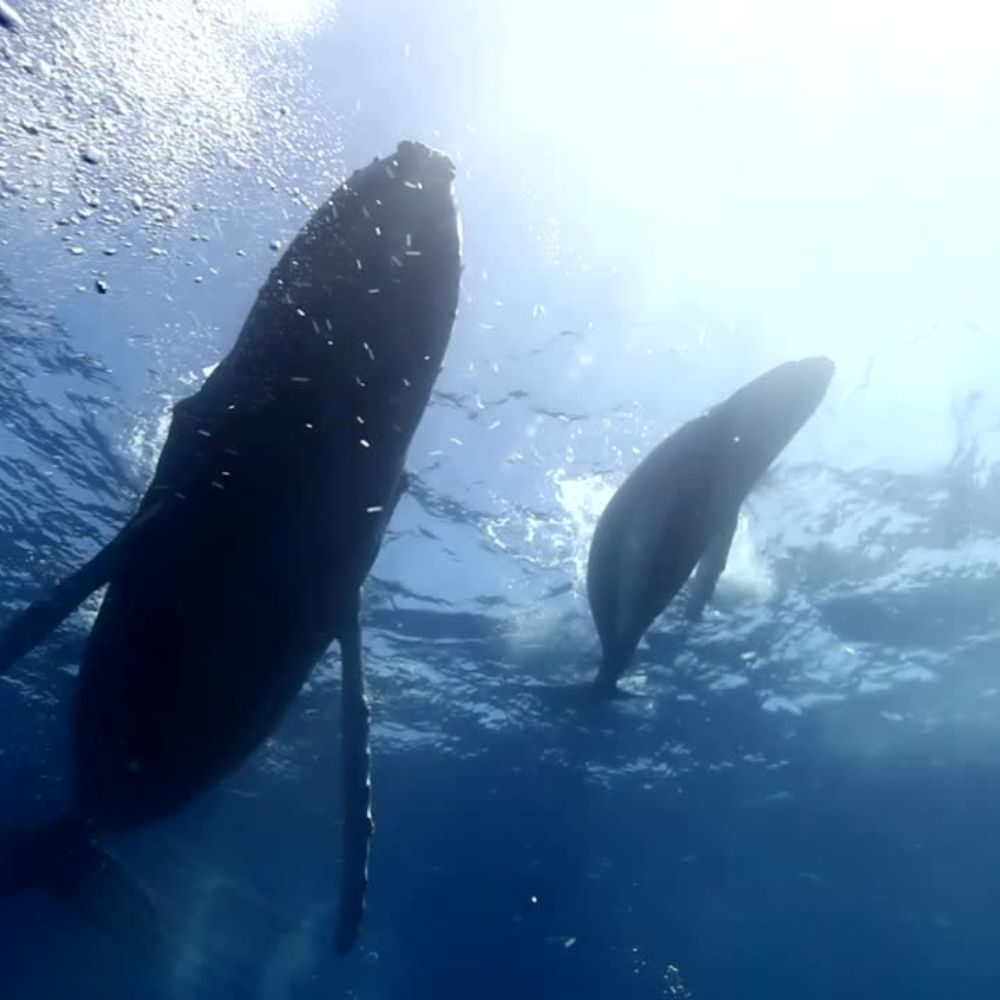 AIDA Freediving Instructor Course