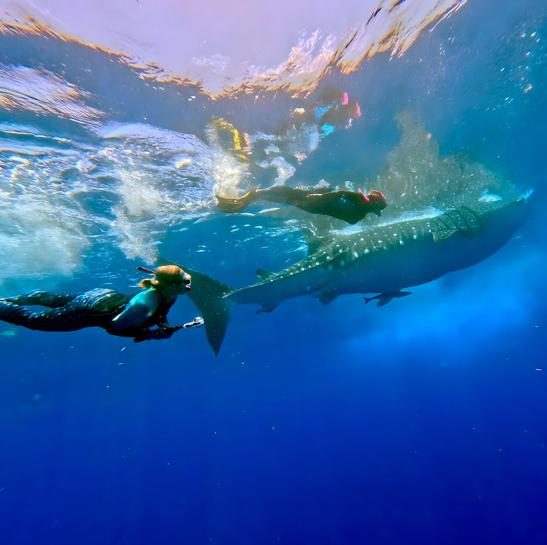 Cozumel Scuba Diving Retreat JD Duff