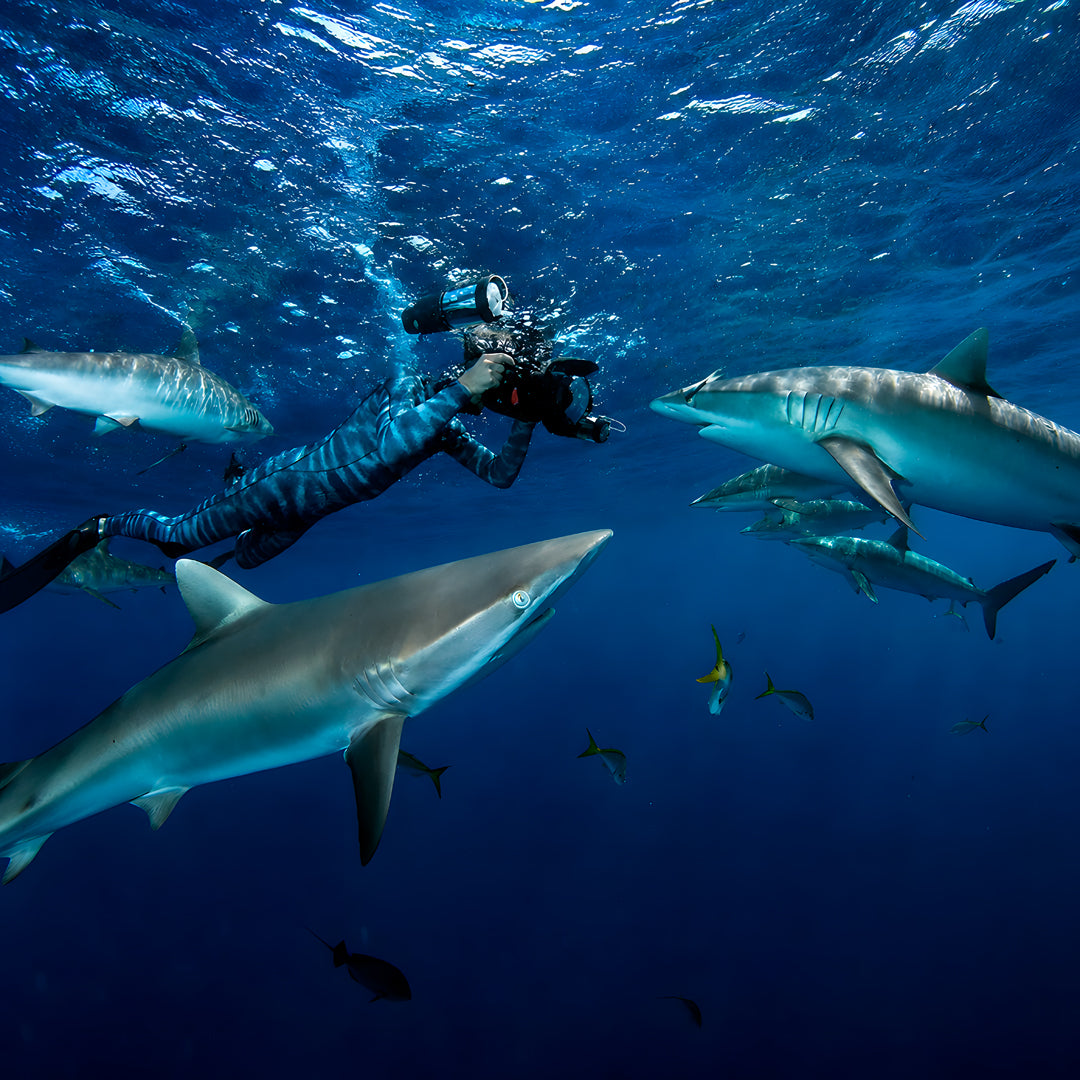 Cuba Liveaboard Adventure