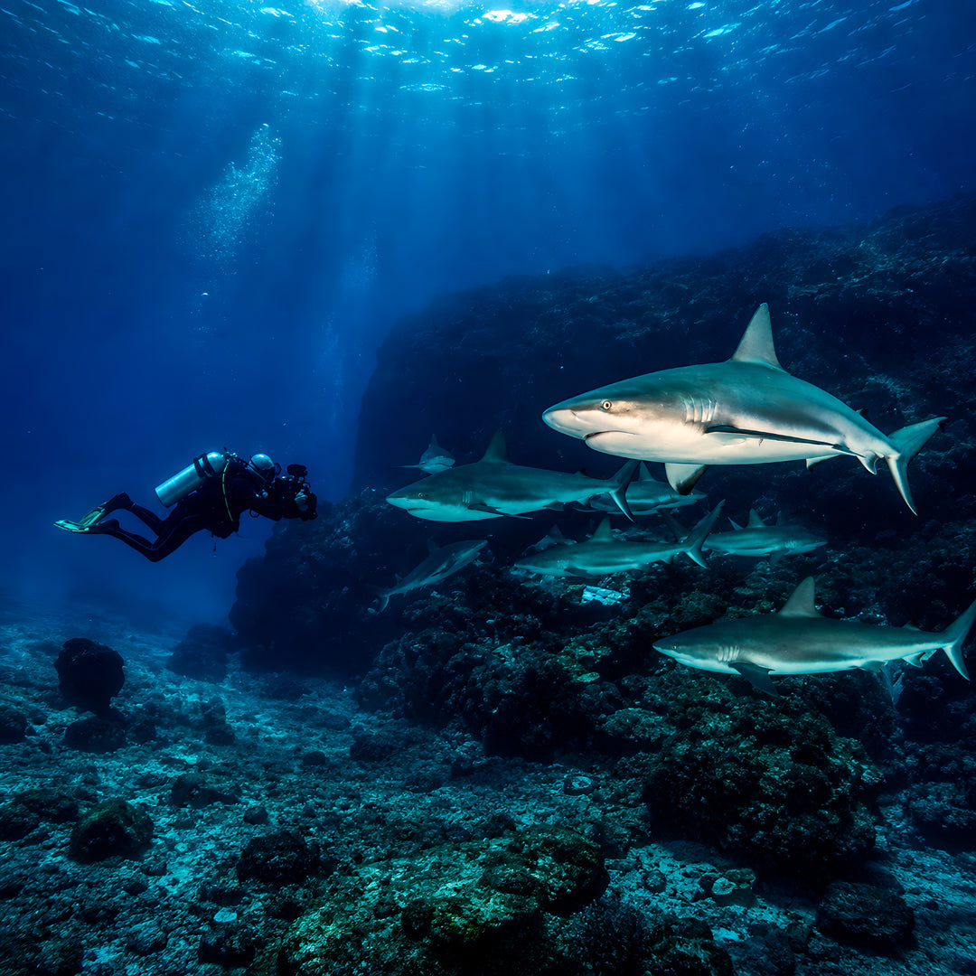 Cuba Liveaboard Adventure