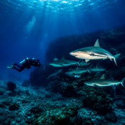 Cuba Liveaboard Adventure