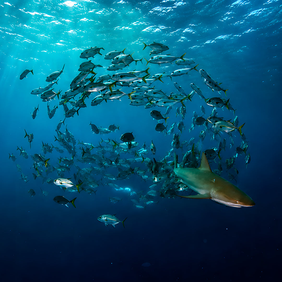 Cuba Liveaboard Adventure