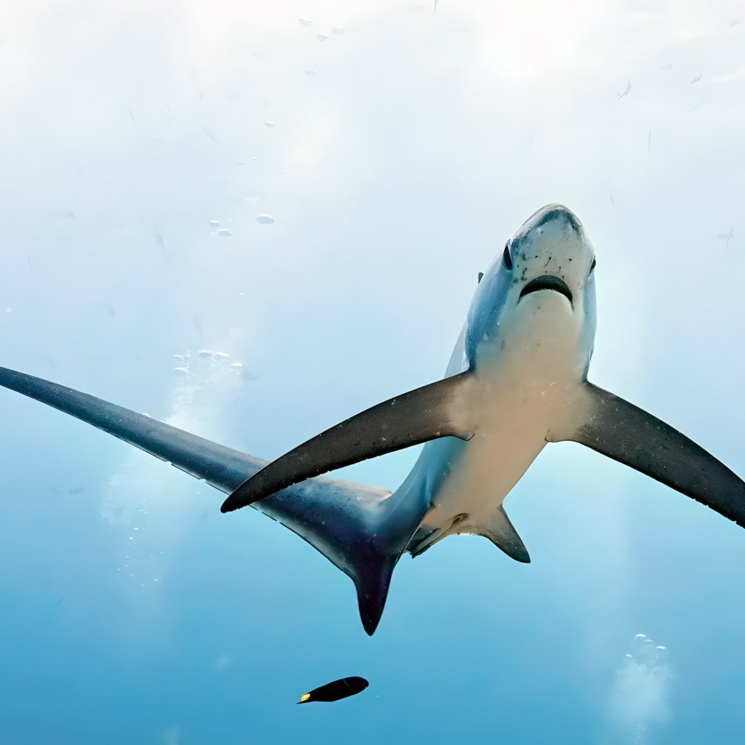 Cuba Liveaboard Adventure