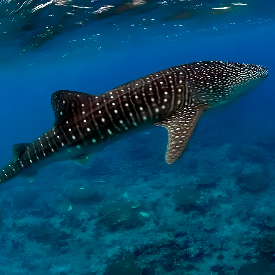 Cuba Liveaboard Adventure