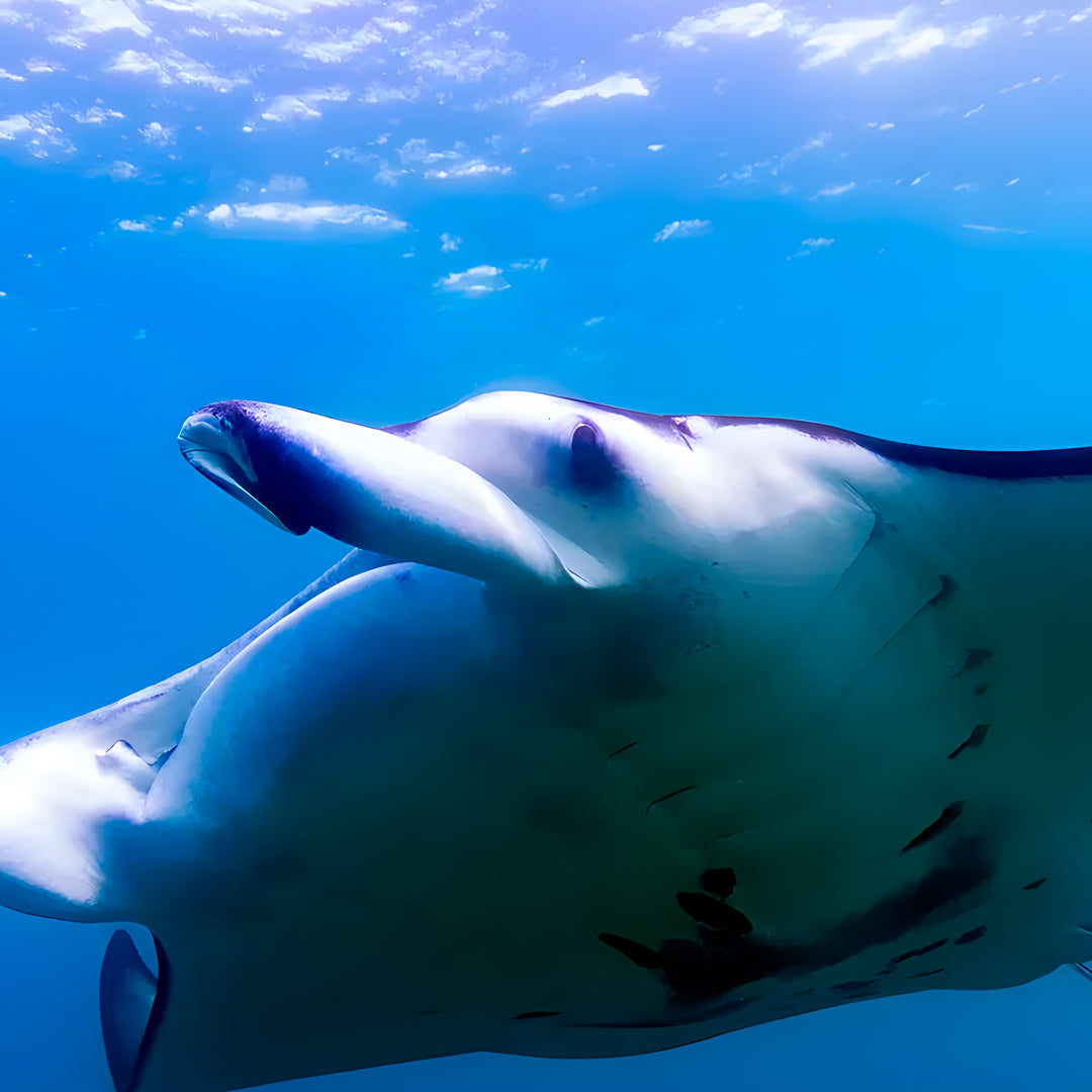 Cuba Liveaboard Adventure