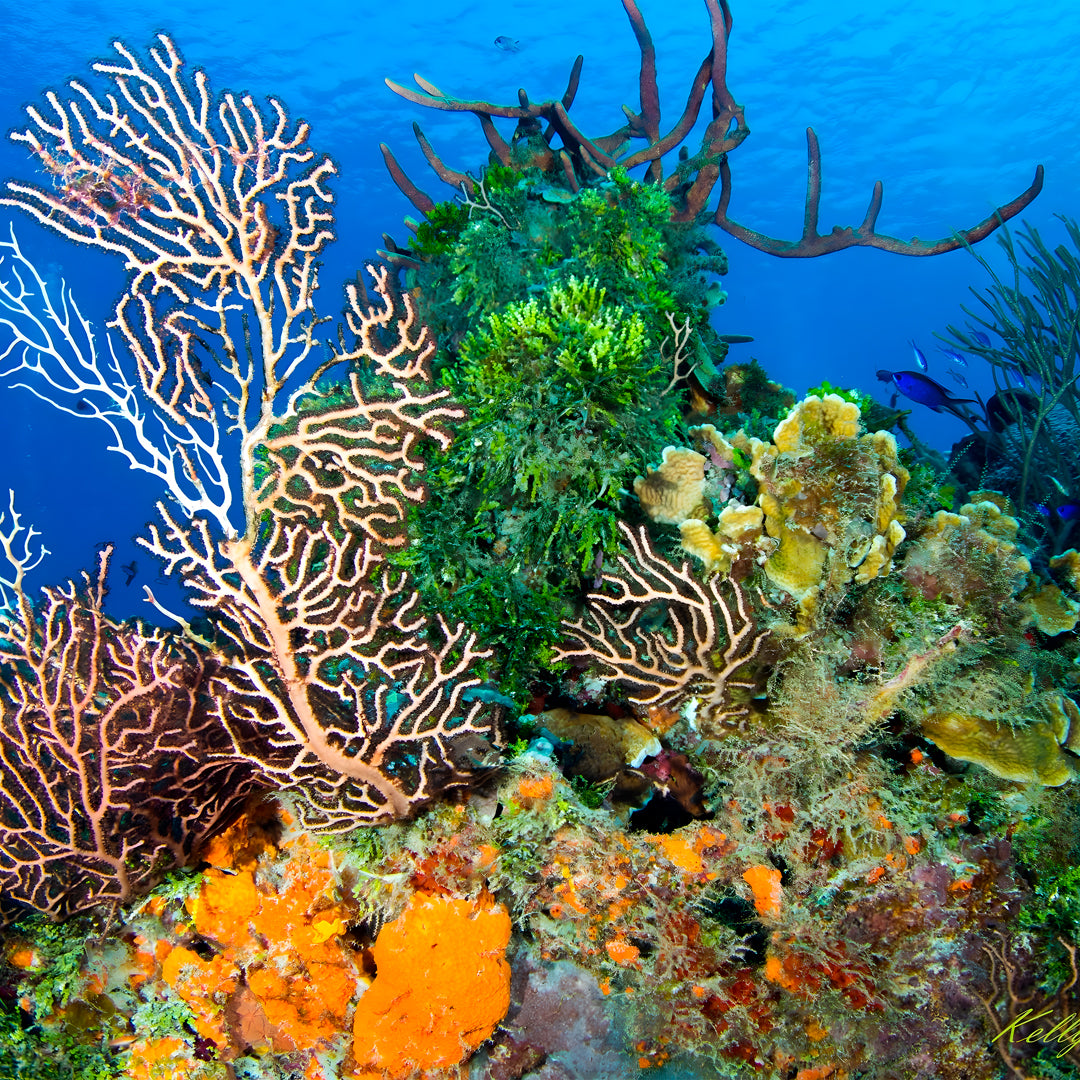 Cuba Liveaboard Adventure