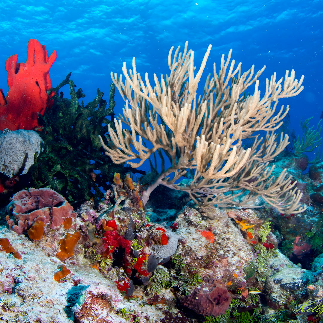 Cuba Liveaboard Adventure