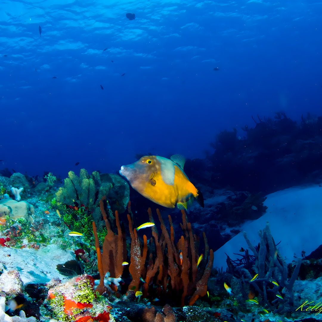 Cuba Liveaboard Adventure