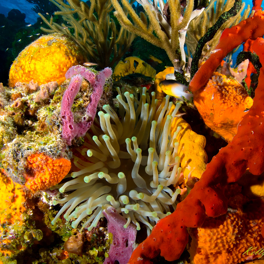 Cuba Liveaboard Adventure