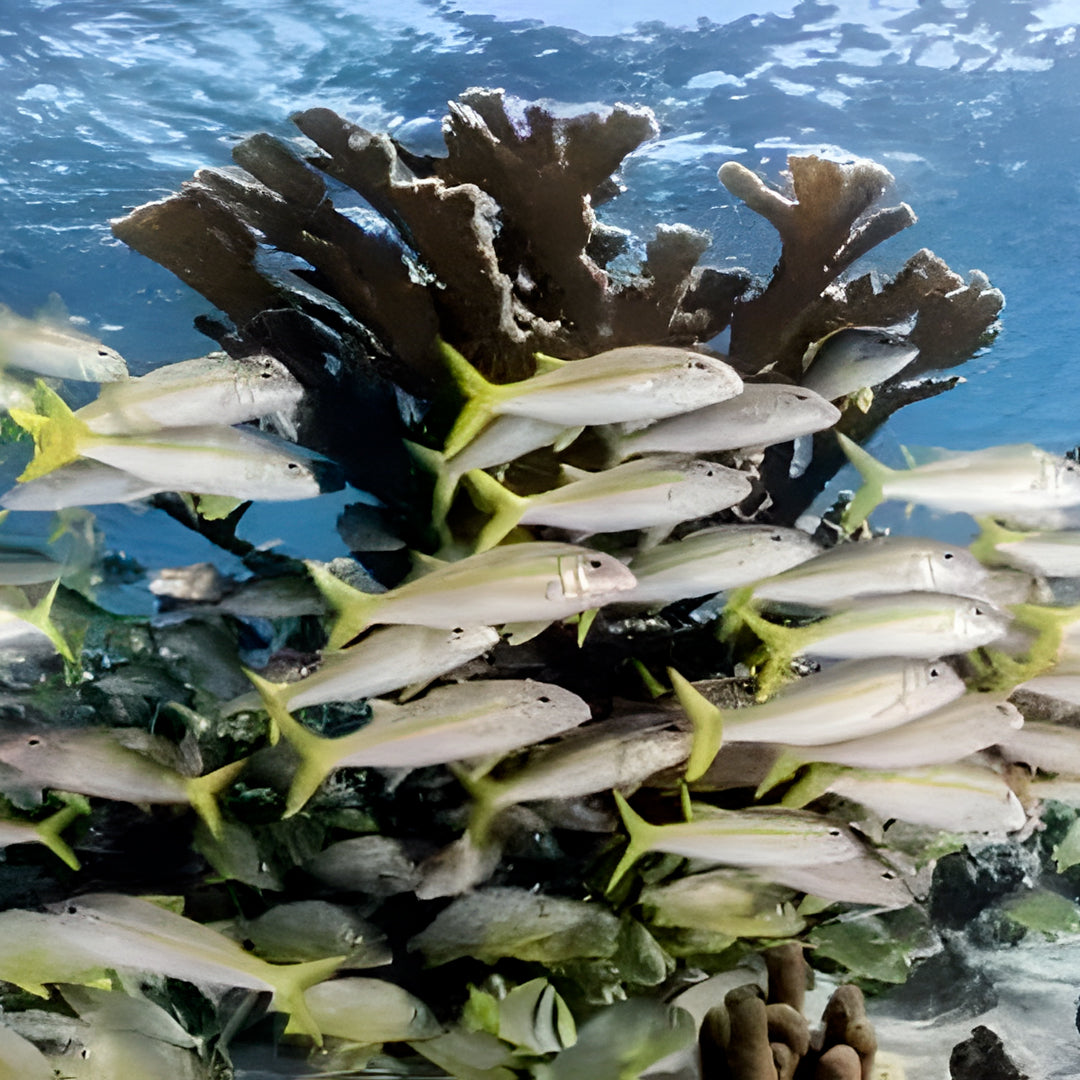 Cuba Liveaboard Adventure