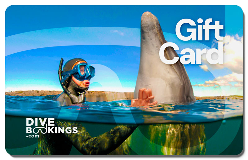 Dolphin Diver Design