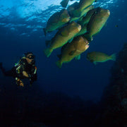 PADI Advanced Scuba Diving Course