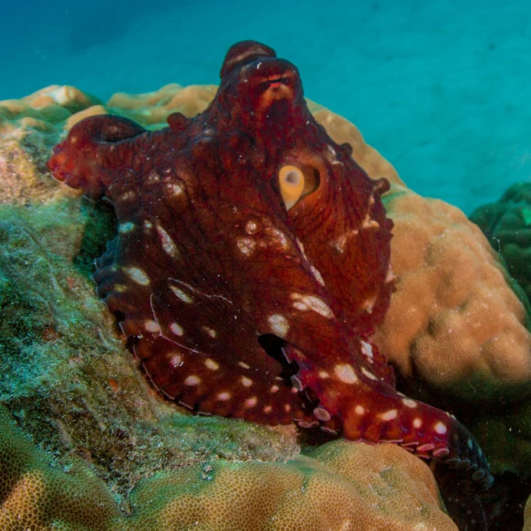 Discovery Scuba Diving in Darwin