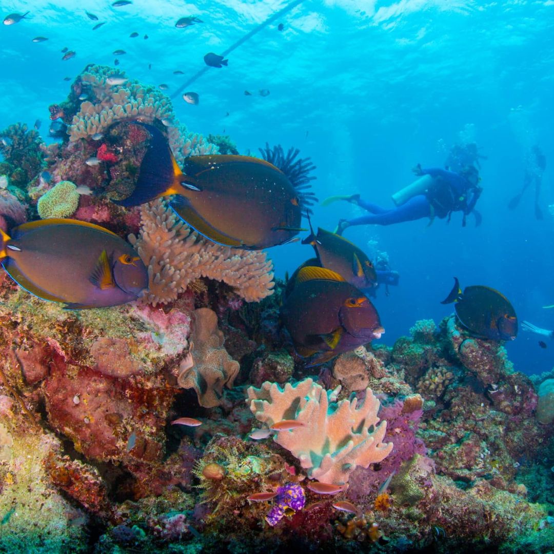 PADI Advanced Scuba Diving Course