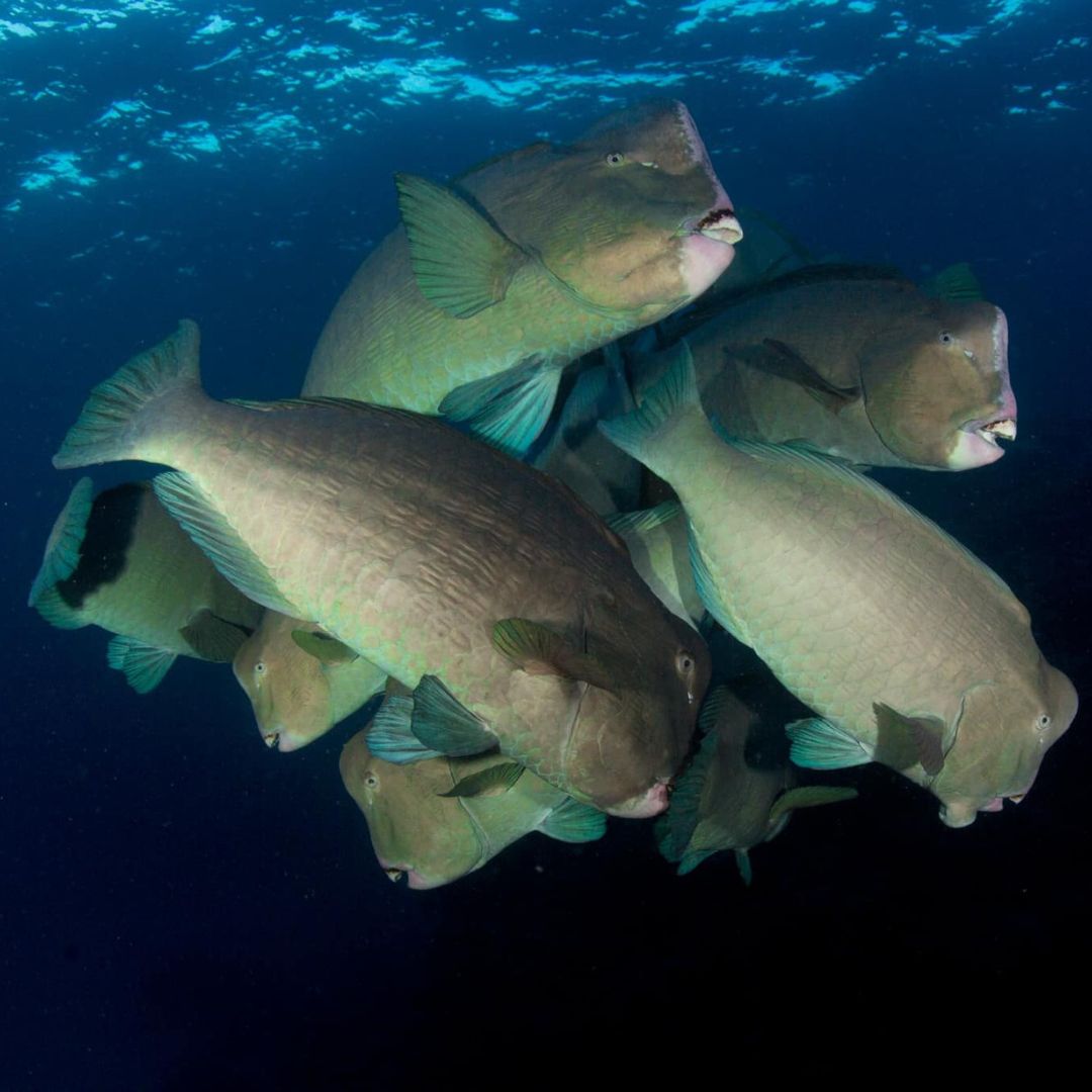 PADI Advanced Scuba Diving Course