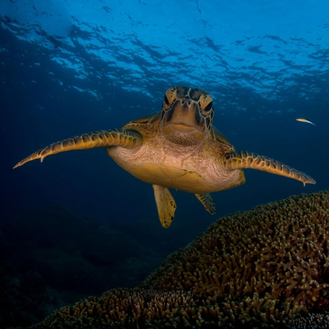 PADI Advanced Scuba Diving Course
