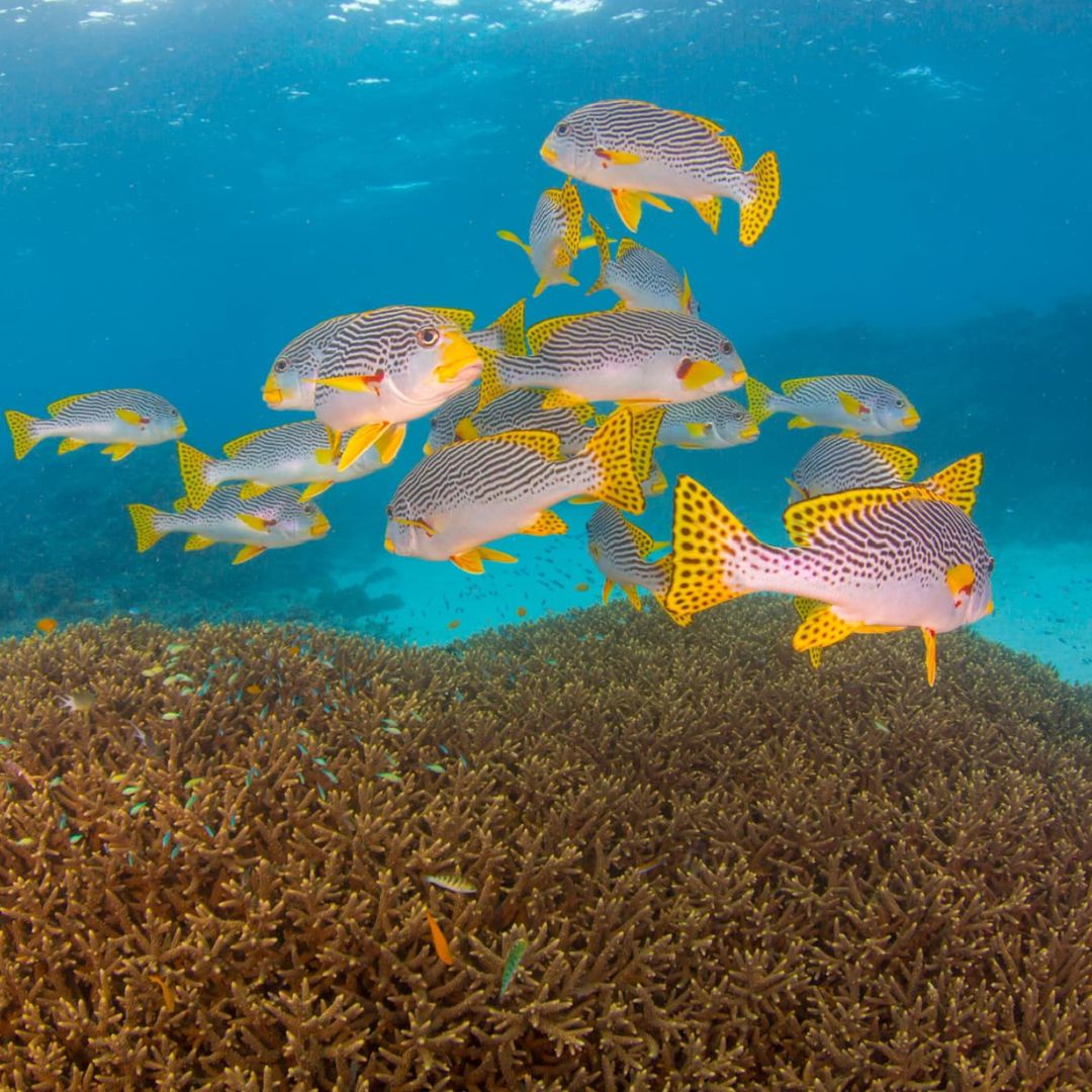 PADI Advanced Scuba Diving Course